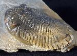 Hollardops mesocristatus (LE MAITRE 1952) - Bild © FossNet FossilienStore